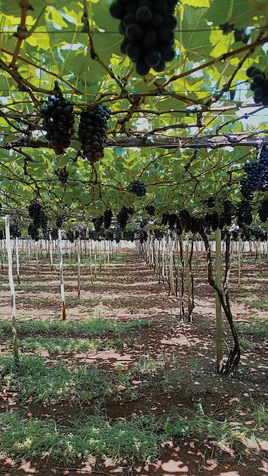Recanto Da Uva Fina 🍇 – foto 1