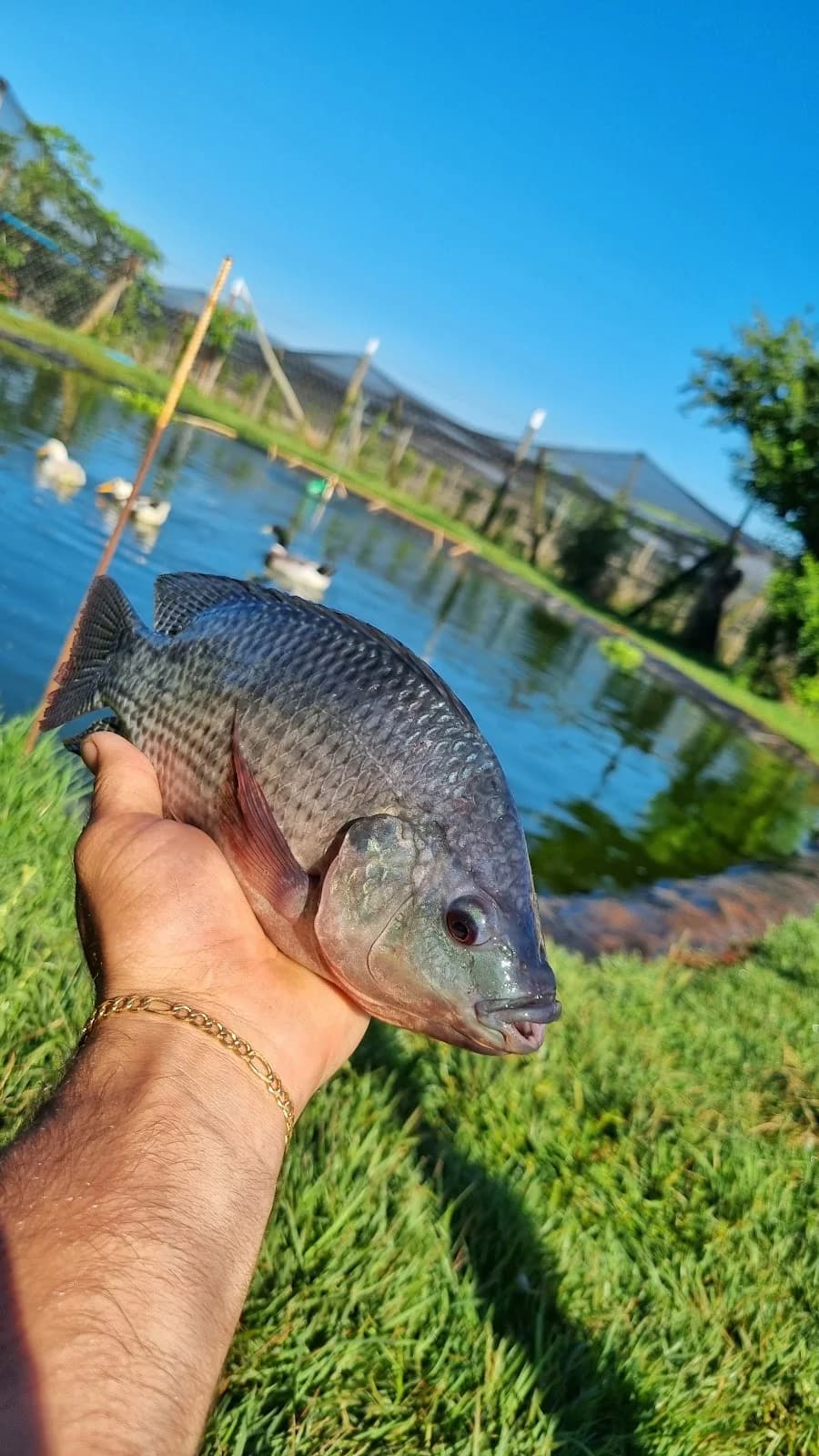 Recanto Da Uva Fina 🍇 – foto 3