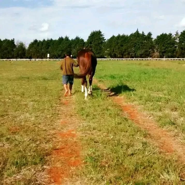 JCosta Treinamento para Cavalos de Corrida – foto 3