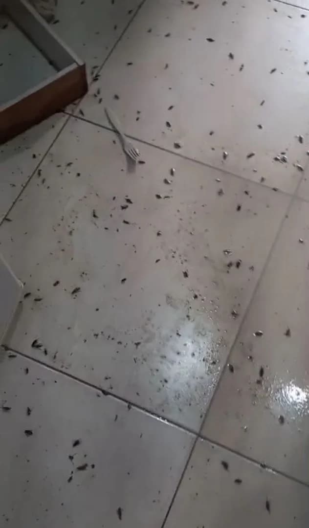 ECEL Dedetização