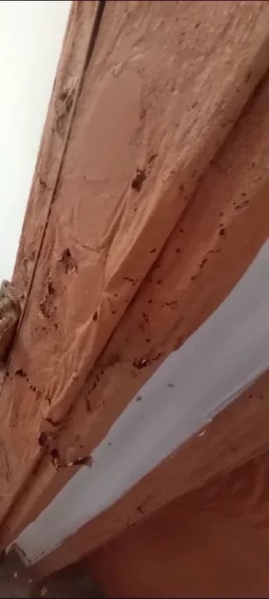 Marc's Controle de Pragas Urbanas - Dedetização
