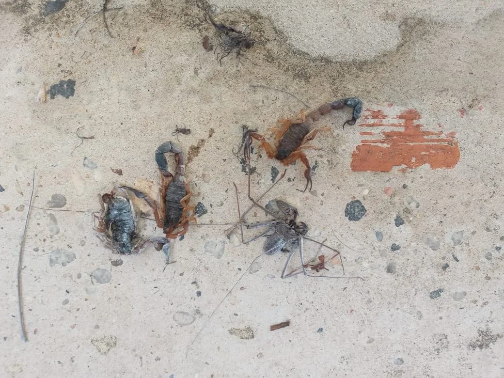 Extinseto – foto 3