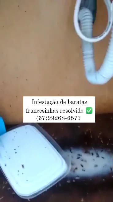 Dedetizadora Aniquila Pragas | Controle de pragas Urbanas | Campo Grande MS | Limpeza de caixa d’água – foto 2