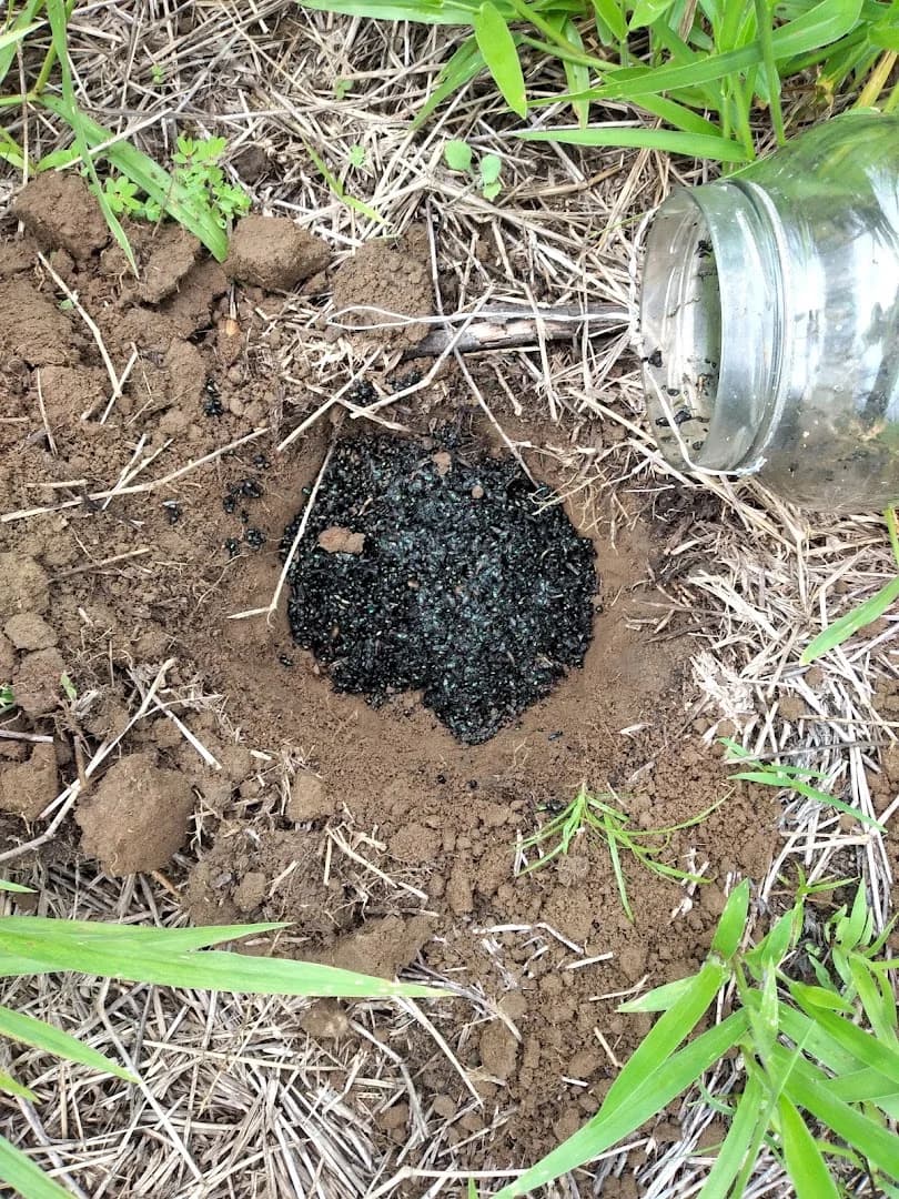 Real Controle de Pragas Dedetizadora Desratização Descupinização Goiânia GO – foto 3