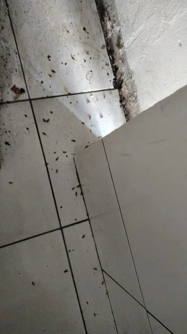 Imuni Pragas Uberlândia