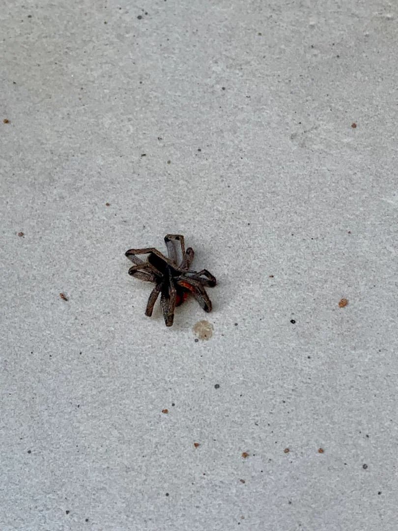 Dedetizadora EFRATA – foto 2