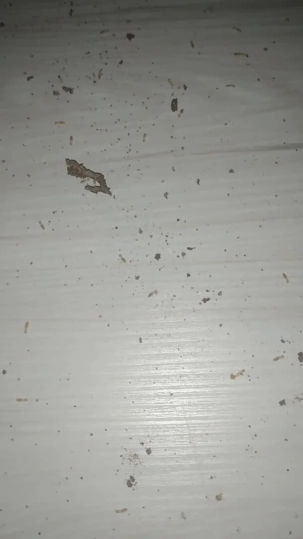 E. D. AMBIENTAL CONTROLE DE PRAGAS URBANAS. – foto 2