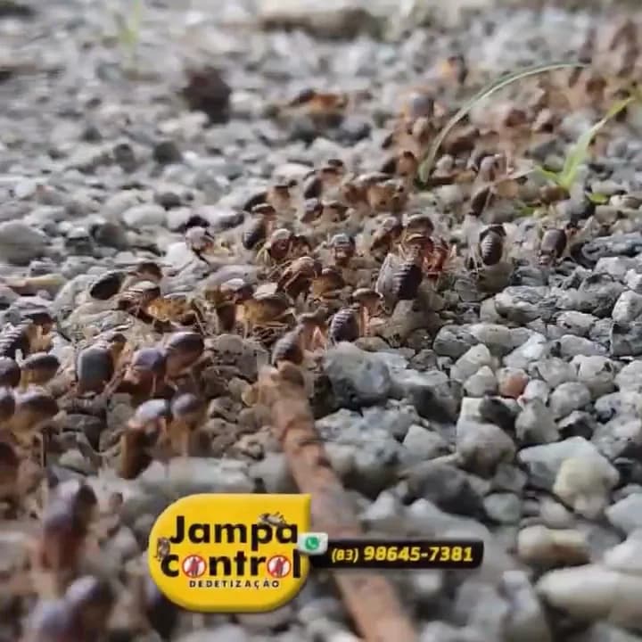 Jampa Control Dedetização – foto 2