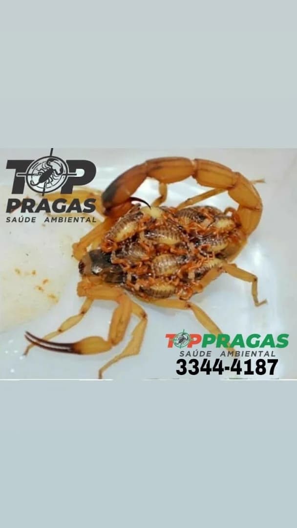 TOP Pragas – foto 2
