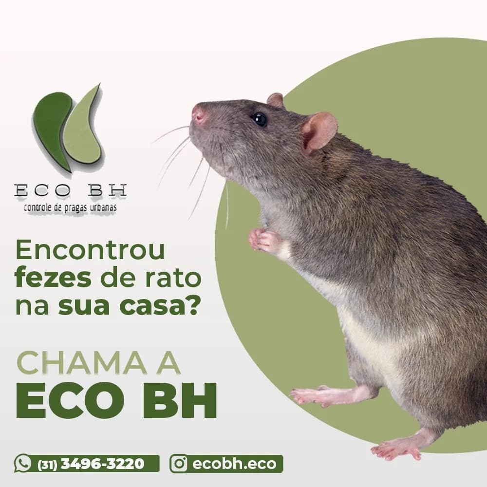 Eco BH - Controle de Pragas e Dedetização – foto 1
