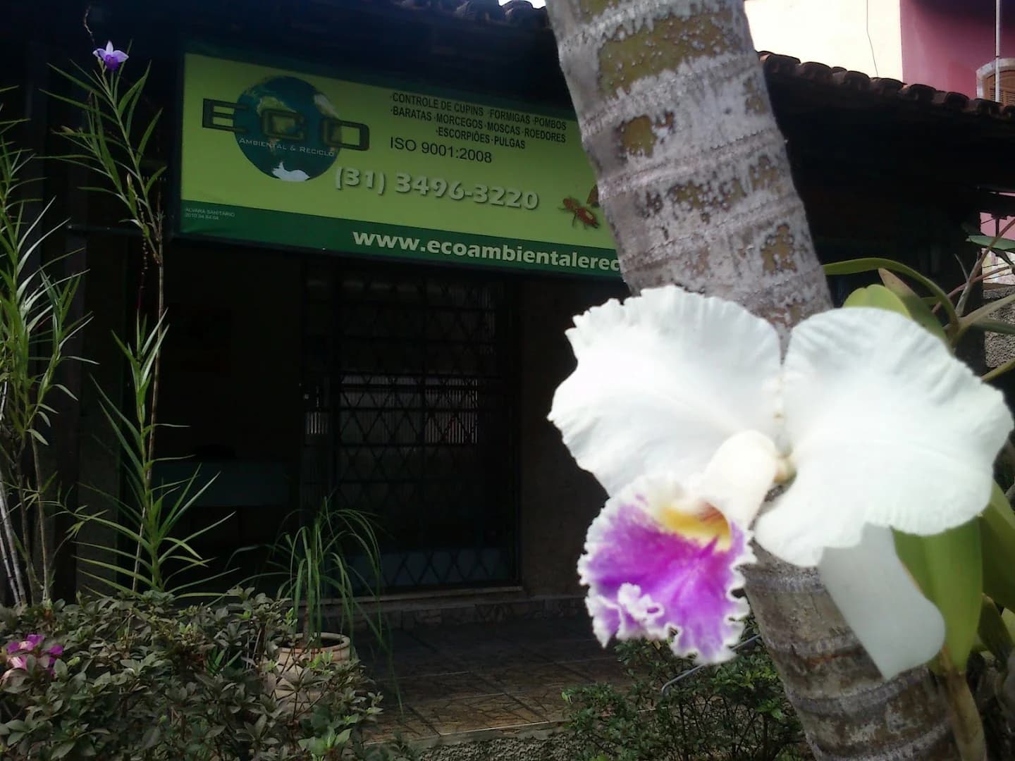 Eco BH - Controle de Pragas e Dedetização – foto 2