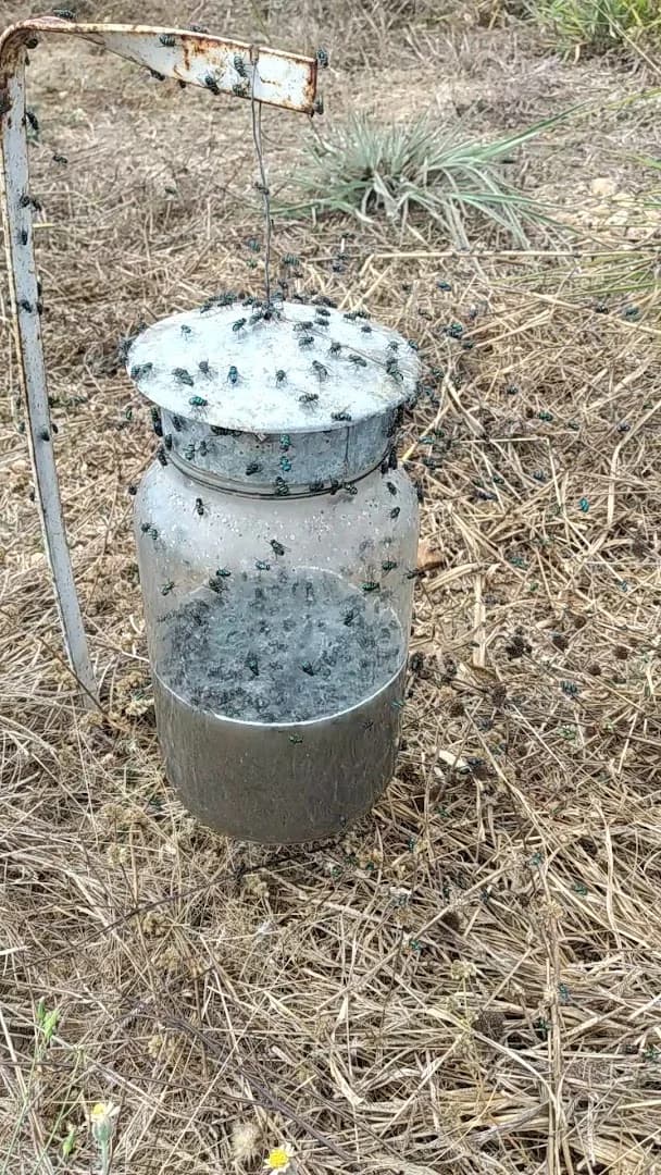 Real Controle de Pragas Dedetizadora Desratização Descupinização Goiânia GO – foto 2