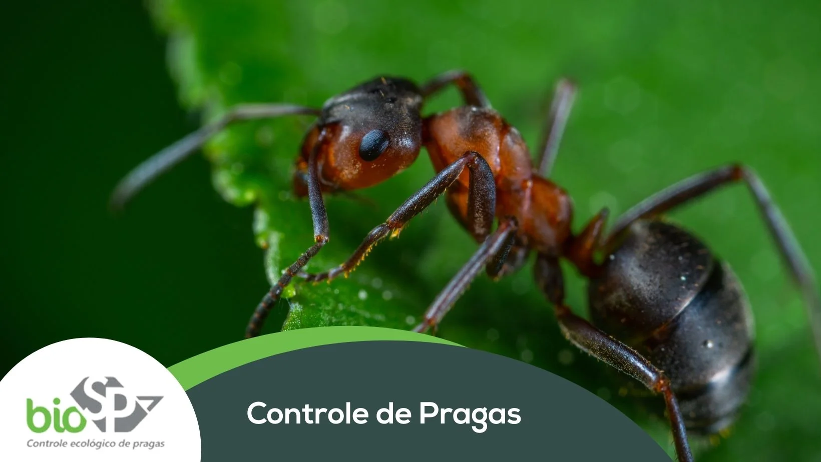 BIOSP - Controle de Pragas